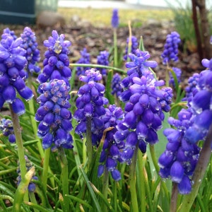 10 Grape Hyacinth Armeniacum Bulbs, Planting Flowers Outdoors, Bulbs for Planting, Potting Plants, Flowering Plant, Planting Gifts for Her image 2