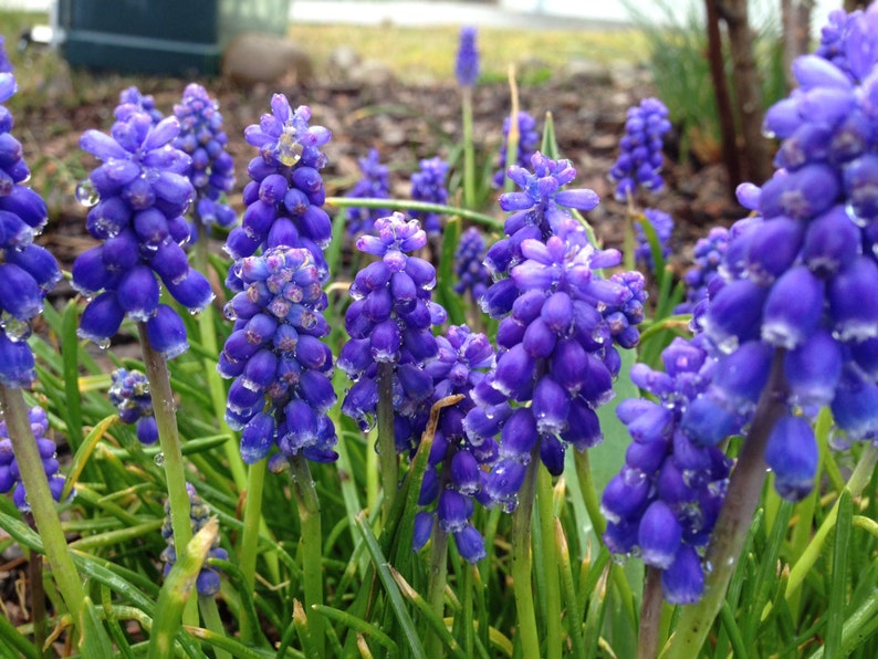 10 Grape Hyacinth Armeniacum Bulbs, Planting Flowers Outdoors, Bulbs for Planting, Potting Plants, Flowering Plant, Planting Gifts for Her image 2