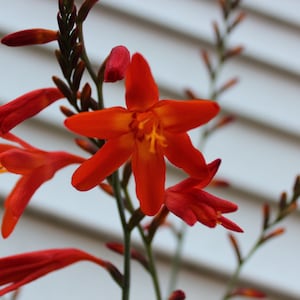 10 Orange-Red Crocosmia Lucifer Flower Bulbs: Summer Garden Blooms