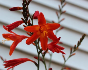 10 Orange-Red Maui Crocosmia Lucifer  Flower Bulbs, Garden Flowers, Bulbs For Planting, Gift for Mothers Day, Birthday Gift, Flowering Plant