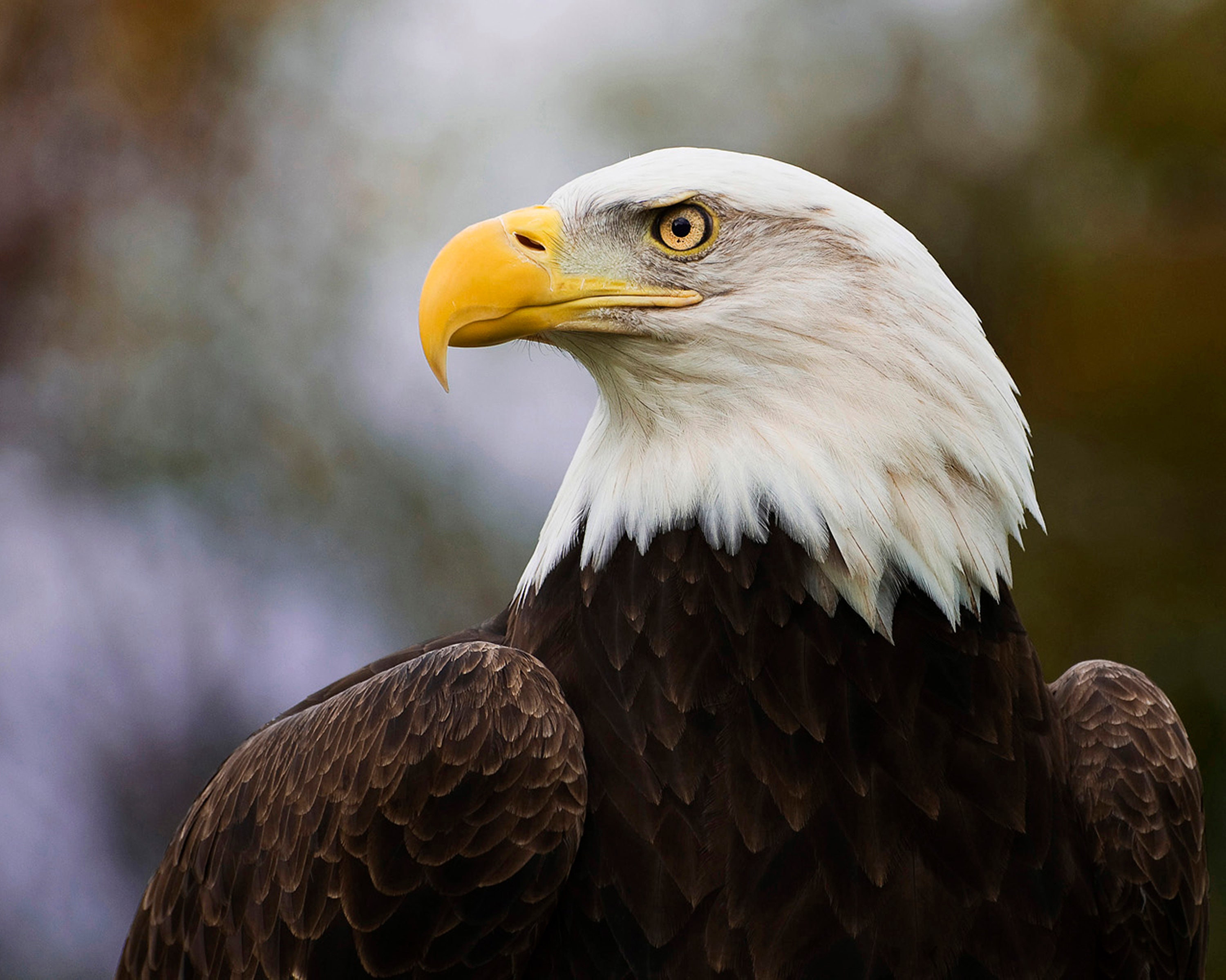 American Bald Eagle Close Up Head Digital Download Picture Etsy UK american-bald-eagle-close-up-head-digital-download-picture-etsy-uk
