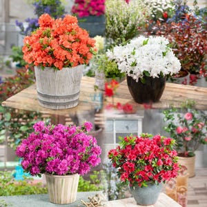May include: A selection of potted azalea plants in full bloom, showcasing a variety of colours such as orange, white, pink, and red. The pots are diverse in style, with some appearing rustic and weathered, and others more contemporary.