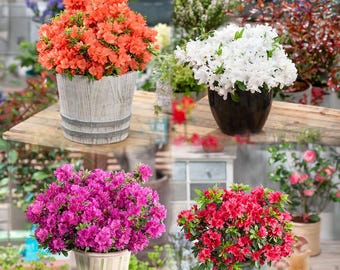 x4 Dwarf Japanese Azalea | Mix Pack | Evergreen Shrubs | P9 Pots