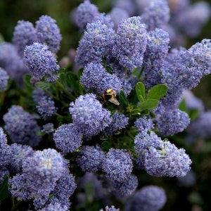 May include: A close-up shot of a cluster of light purple flowers with a fuzzy texture. The flowers are densely packed, forming a full, rounded shape. Green leaves provide a contrasting backdrop. A bumblebee is visible, adding a touch of life to the scene.
