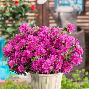 May include: A potted pink azalea plant with green leaves in a white and green striped ceramic pot. The plant is in focus, while the background is blurred.