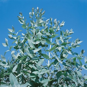 May include: A close-up of a eucalyptus tree with silvery-green leaves against a bright blue sky.
