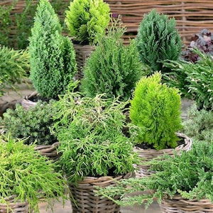 May include: A collection of potted evergreen trees in various sizes and shapes, displayed in wicker baskets. The trees are all green and have a variety of textures.