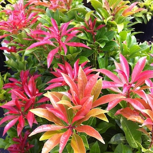 May include: A close-up of a bush with green leaves and new growth that is red and orange.