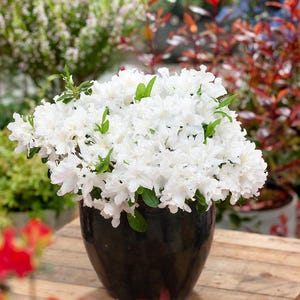 May include: A vibrant display of white azalea flowers with green foliage, presented in a shiny black ceramic pot. The flowers are densely packed, forming a full, rounded shape. The pot rests on a wooden surface, with other plants in the background.