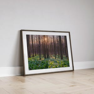 May include: A framed photograph of a forest scene with sunlight shining through the trees. The forest floor is covered in green plants.