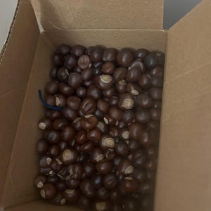 buckeyes 10 quarter size or bigger