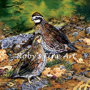 Bobwhite Quail Art Print &quot;Afternoon Break&quot; 5 x 7 inch Giclee by Wildlife Artist Roby Baer PSA