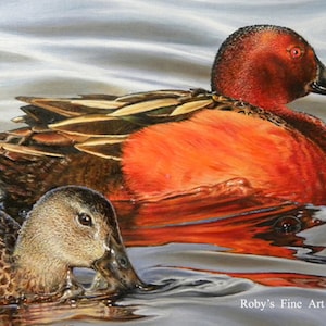 Duck Art Print &quot;Cinnamon Teal&quot; 5 x 7 inch Giclee by Wildlife Artist Roby Baer PSA
