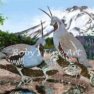 Mountain Quail Art Print &quot;Covey Cove&quot; 5 x 7 inch Giclee by Wildlife Artist Roby Baer PSA