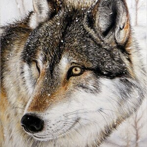 May include: A close-up portrait of a wolf with a white and gray coat, looking directly at the viewer. The wolf's fur is detailed with a light dusting of snow. The background is a blurred image of a snowy forest. The image is signed "R. Barr PSA 12/07" in the bottom right corner. The text "Roby's Fine Art" is in the bottom left corner.