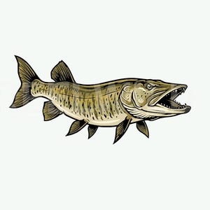 May include: Illustration of a muskellunge fish with an open mouth, showcasing sharp teeth. The fish has a long, slender body with dark stripes and fins. The artwork is in a detailed, vintage style, set against a white background.