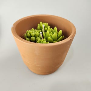 Succulents | Greenhouse Candle | Agave and Aloe