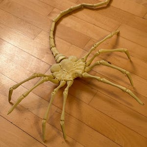 Peut inclure: Modèle en plastique beige d'une créature extraterrestre avec une longue queue segmentée et huit pattes. La créature est posée sur un sol en bois.