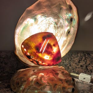 May include: Abalone shell lamp with a warm, iridescent glow. The lamp features a large, open shell base and a smaller, colorful shell shade. The shade has two white lines and is lit from within, creating a soft, ambient light.