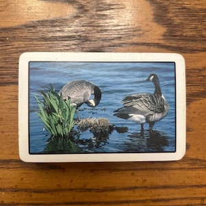 Jeu de cartes usagé canards sauvages dans un étui en plastique