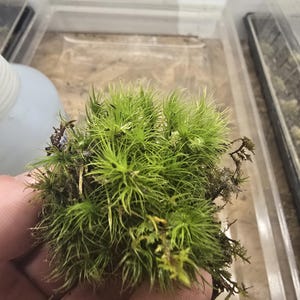 Vibrant Haircap Moss - Ideal for Terrariums & Natural Decor