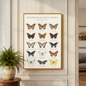 Butterflies of North America | Flying Insect Canvas | Antique Biology Wall | Symmetrical Wing | Entomology Poster Print