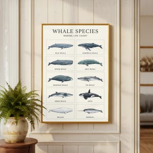 May include: A framed wall poster titled Whale Species Marine Life Chart, featuring ten detailed illustrations of whales including the blue, humpback, sperm, gray, bowhead, fin, minke, orca, beluga, and narwhal, each labelled with its common name in black text.