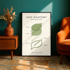Puede incluir: Un póster enmarcado titulado "LEAF ANATOMY EXPLODED VIEW" con ilustraciones de partes de hojas. El póster presenta hojas verdes con partes etiquetadas: limbo, venas, nervio medio, pecíolo y margen. El póster está en un marco negro, contra una pared turquesa.