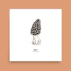 Morel mushroom illustration print, hand drawn morel mushrooms drawing poster, forest wall decor, botanical wall art, nature foraging guide