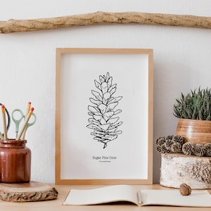 Framed pine cone art print, hand drawn sugar pine cone, minimalist forest illustration art, black & white poster, botanical ink drawing