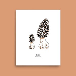 Morel mushroom illustration print, hand drawn morel mushrooms drawing poster, forest wall decor, botanical wall art, nature foraging guide