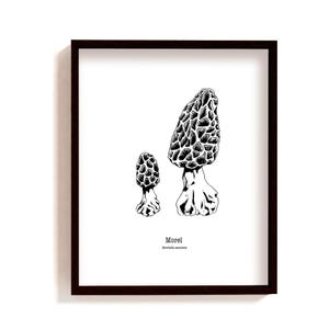 Framed Morel mushroom illustration print, hand drawn 2 morel mushrooms drawing, black and white art, botanical wall art, fungi guide poster