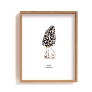 Framed Morel mushroom illustration print, hand drawn morel mushrooms ink drawing, forest wall decor, botanical wall art, fungi guide poster