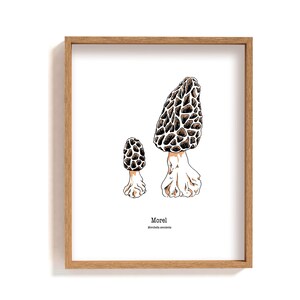 Framed Morel mushroom illustration print, hand drawn 2 morel mushrooms drawing, forest wall decor, botanical wall art, fungi guide poster