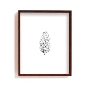 Framed pine cone art print | hand drawn botanical ink illustration | forest wall decor | minimalist sugar pine cone | black & white poster