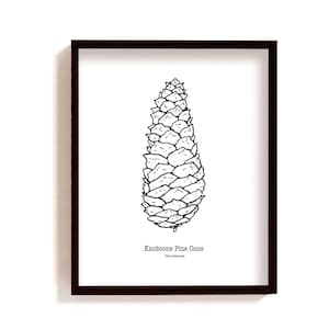 Framed pine cone illustration print, hand drawn botanical poster, knobpine ink drawing, minimalist pinecone wall art | black & white poster