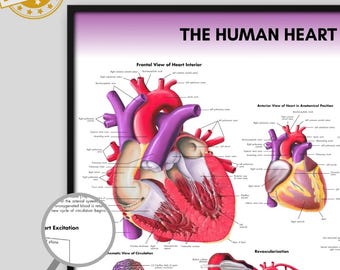Human Heart Anatomy Poster, Medical Student Biology Print (Digital Download)