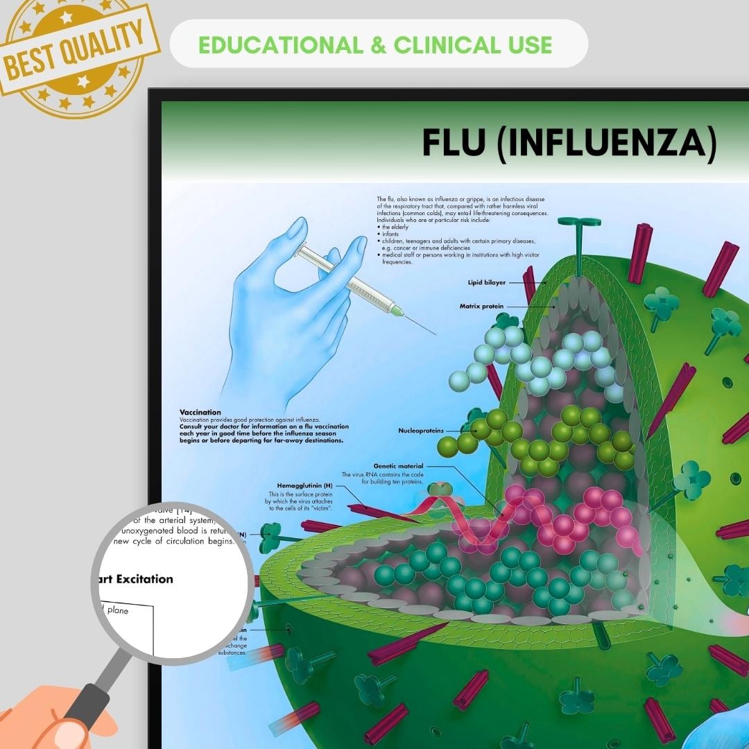 Flu Anatomy Poster | Medical, Biology Student Print (digital Download ...
