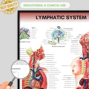 Może przedstawiać: Wykres anatomiczny układu limfatycznego, ze szczegółowymi ilustracjami węzłów chłonnych, naczyń włosowatych i struktury węzła chłonnego. Wykres zawiera tekst "LYMPHATIC SYSTEM" i jest oznaczony jako "EDUCATIONAL & CLINICAL USE."