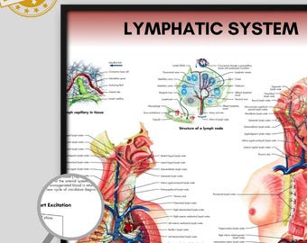 Lymphatic System Anatomy Poster | Medical, Biology Student (Digital Download)