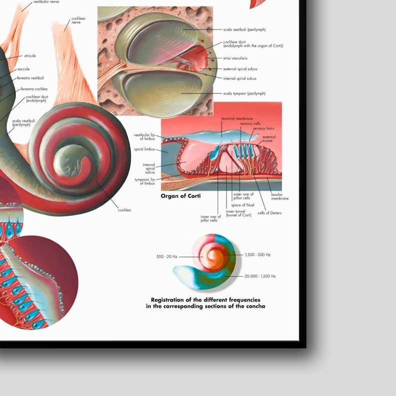 Human Ear Anatomy Poster, Medical Biology Art (digital Download) - Etsy