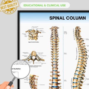 Puede incluir: Tabla de anatomía de la columna vertebral, etiquetada con términos anatómicos. La tabla incluye ilustraciones detalladas de vértebras, curvas de la columna vertebral y estructuras relacionadas. El texto incluye "SPINAL COLUMN" y "EDUCATIONAL & CLINICAL USE".