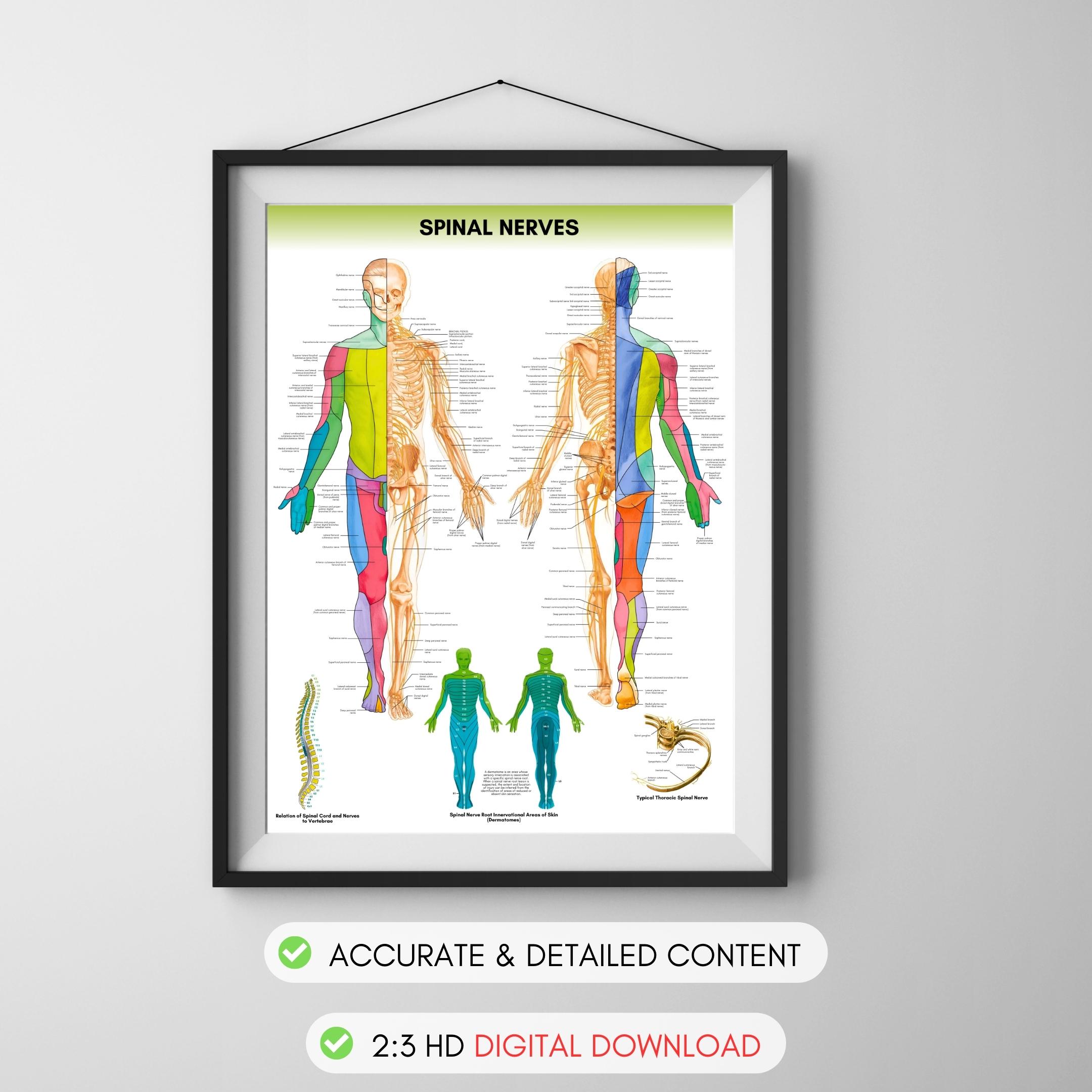 Spinal Nerves Anatomy Poster | Human Biology, Medical Study (digital ...