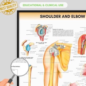 Op de afbeelding: Anatomieposter getiteld "SHOULDER AND ELBOW" met gedetailleerde illustraties van het schoudergewricht. De poster bevat tekst zoals "EDUCATIONAL & CLINICAL USE" en "BEST QUALITY".