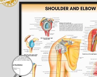 Shoulder & Elbow Anatomy Poster | Medical Student Biology Print (Digital Download)