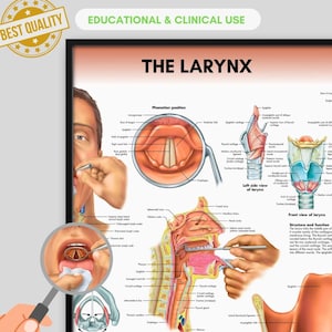 May include: Anatomy poster titled "The Larynx" with detailed illustrations of the human larynx, including phonation position, left side view, and front view. The poster is labeled "Educational & Clinical Use" and has a "Best Quality" seal.