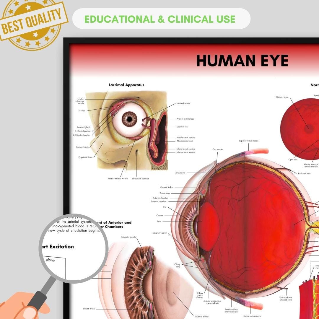 Human Eye Anatomy Poster, Biology Student Medical Print (digital ...