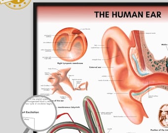 Poster sull'anatomia dell'orecchio umano, arte di biologia medica (download digitale)