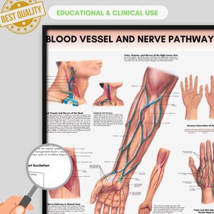 Op de afbeelding: Anatomiekaart getiteld "Bloedvaten en zenuwbanen" met gedetailleerde illustraties van aderen, slagaders en zenuwen. De kaart bevat tekst en diagrammen van de nek, arm en hand, met labels voor educatief en klinisch gebruik.