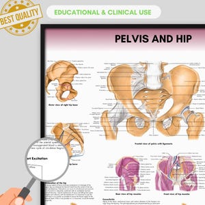 Op de afbeelding: Anatomiekaart getiteld "PELVIS AND HIP" met gedetailleerde illustraties van het heupbeen, ligamenten en spieren. De kaart bevat labels en diagrammen voor educatief en klinisch gebruik.